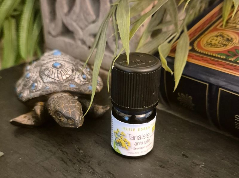 blue tansy oil