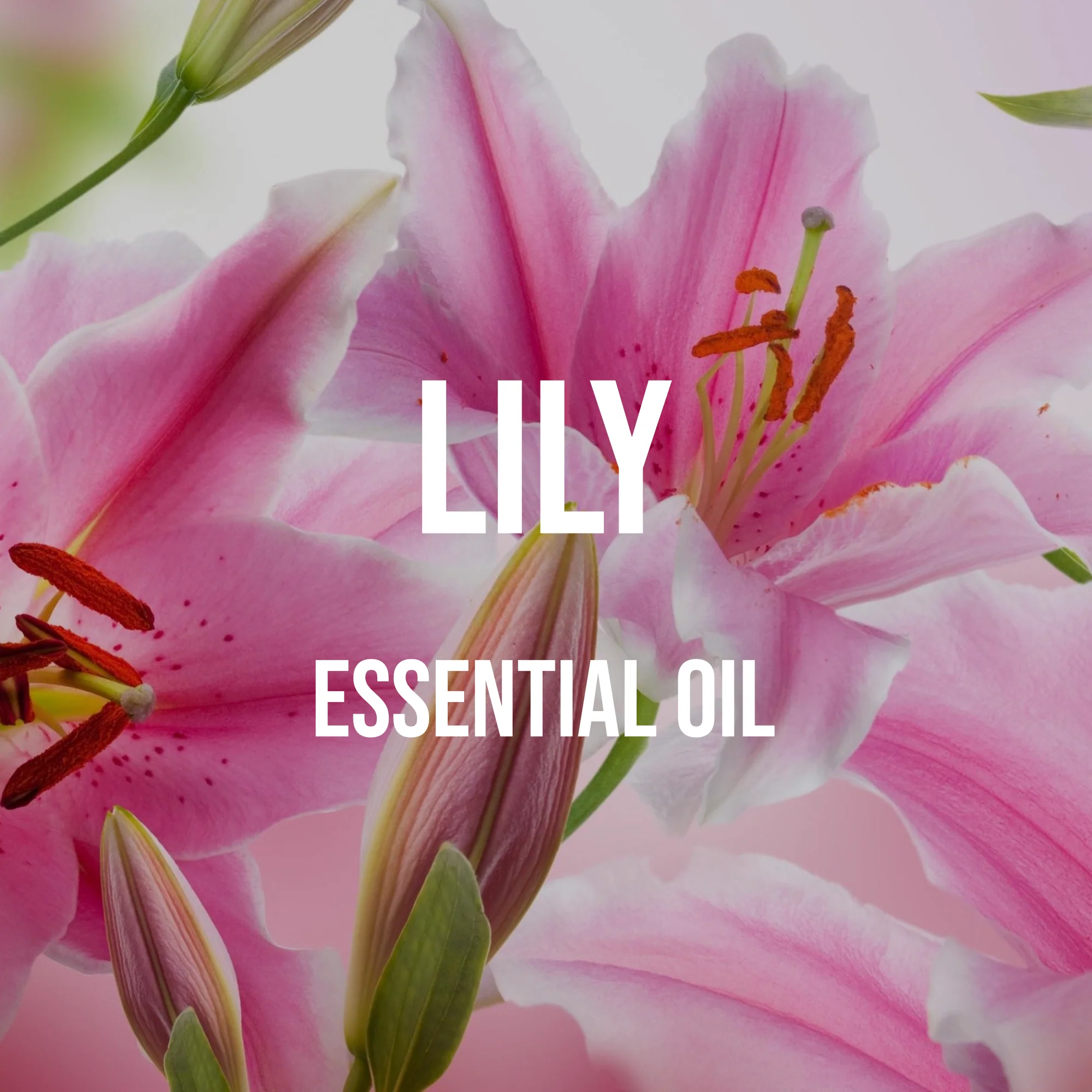 Lily Essential Oil World of Aromas