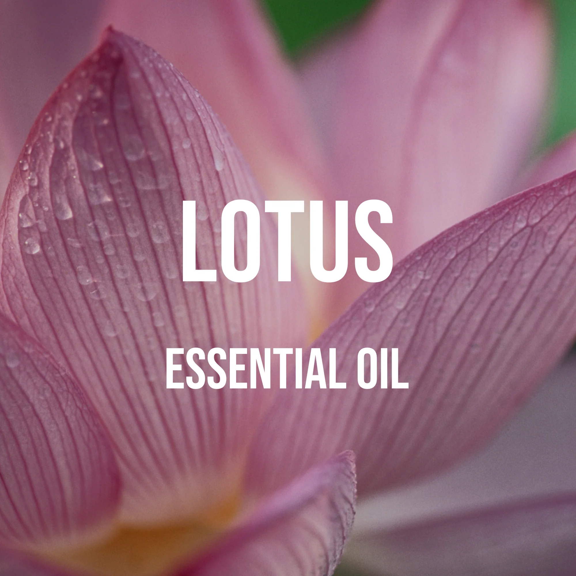 LotusEssentialOil